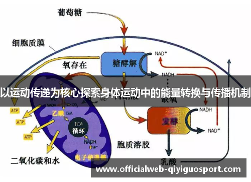 以运动传递为核心探索身体运动中的能量转换与传播机制